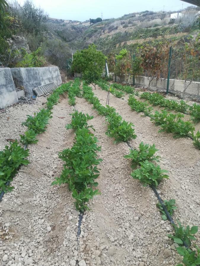 הוילה Güimar Casita Rural Y Casa Cueva El Perucho מראה חיצוני תמונה